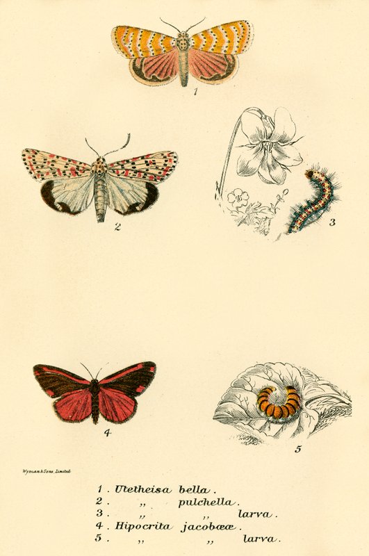 Schmetterlinge von English School
