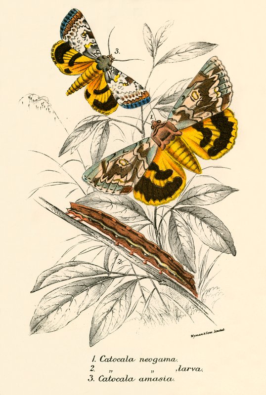 Schmetterlinge von English School