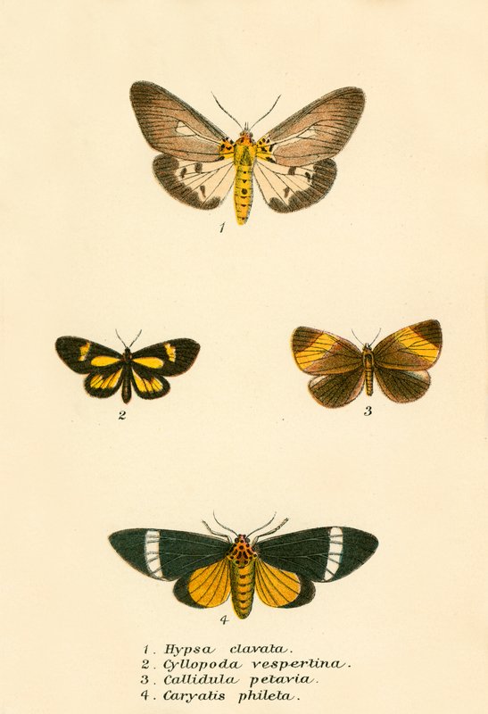 Schmetterlinge von English School