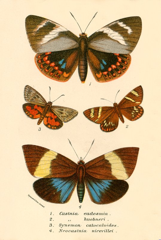 Schmetterlinge von English School