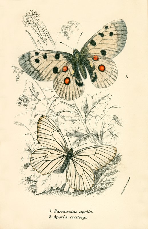 Schmetterlinge von English School