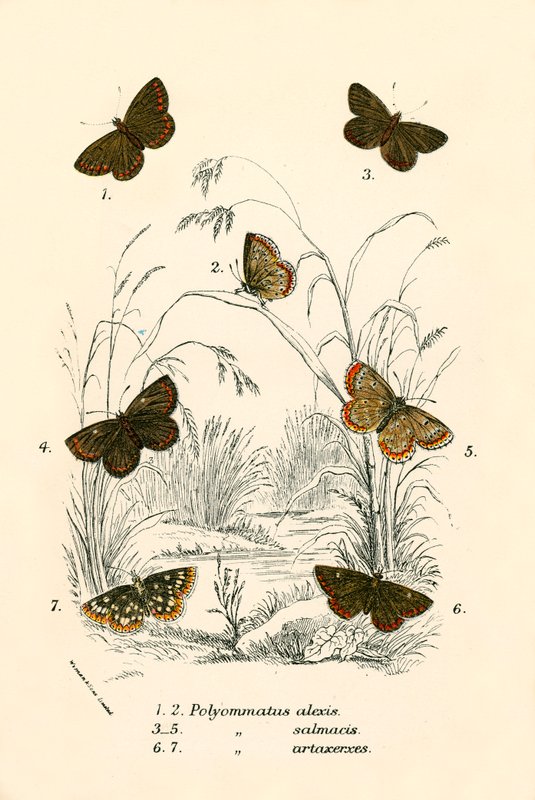Schmetterlinge von English School