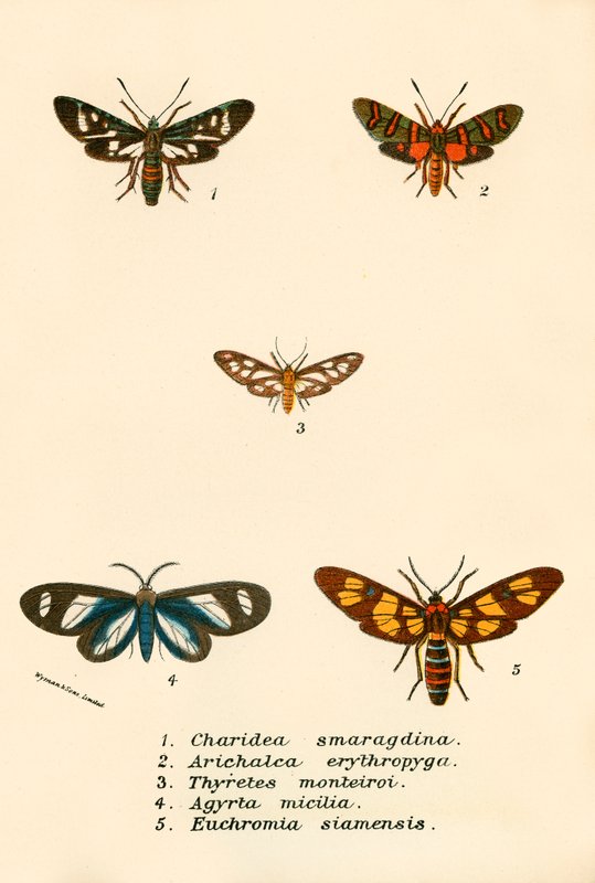 Schmetterlinge von English School