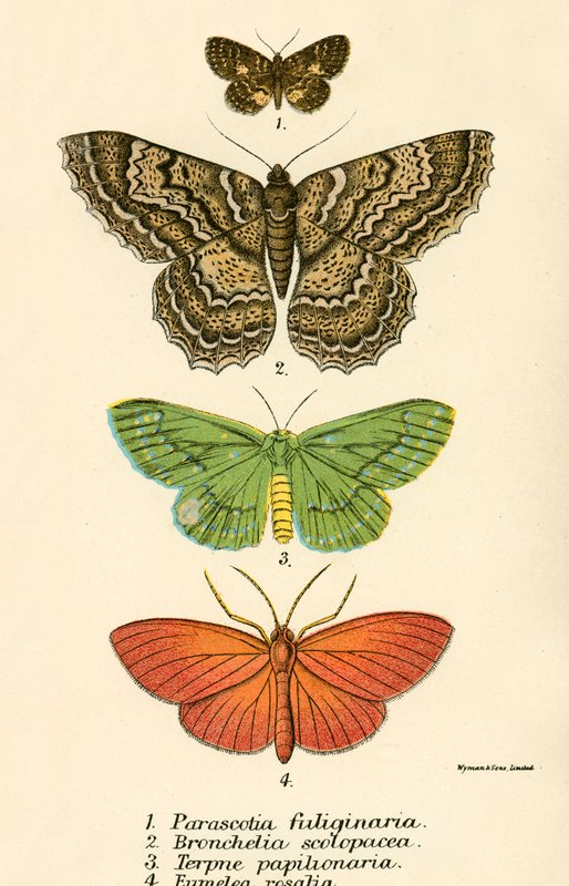 Schmetterlinge von English School