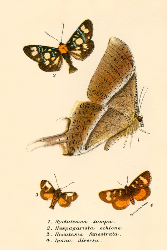 Schmetterlinge von English School