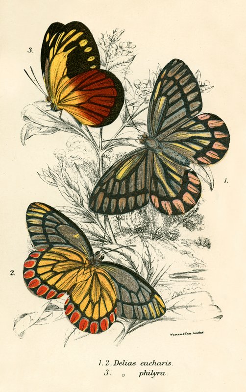 Schmetterlinge von English School