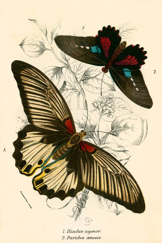 Schmetterlinge von English School