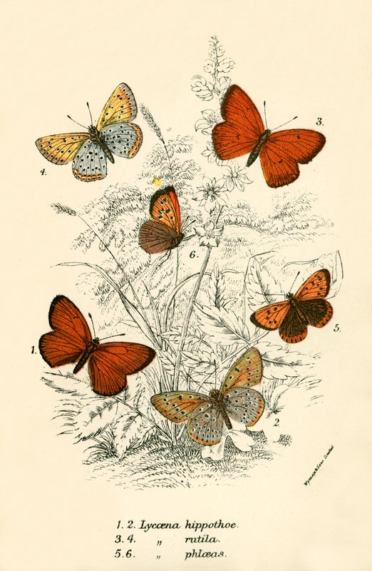 Schmetterlinge von English School