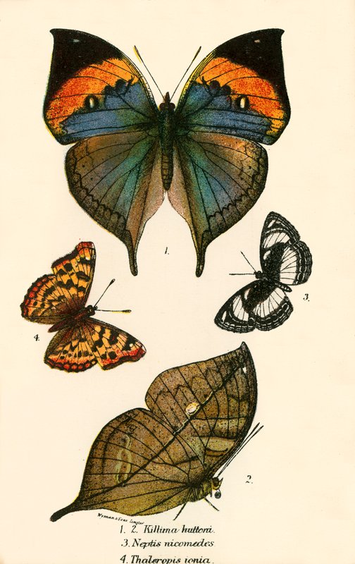 Schmetterlinge von English School