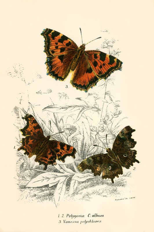 Schmetterlinge von English School
