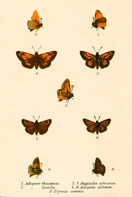 Schmetterlinge von English School