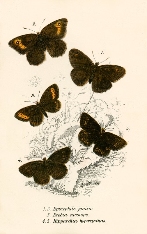 Schmetterlinge von English School