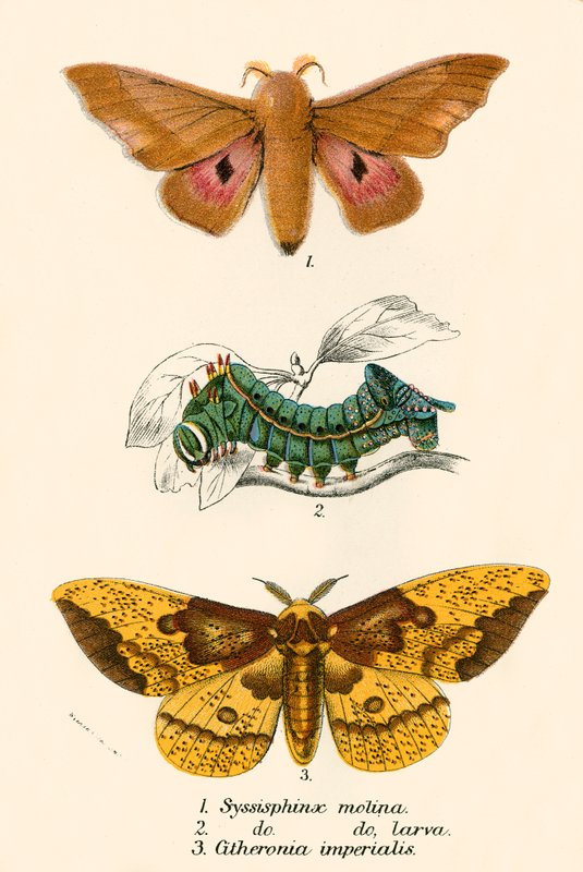 Schmetterlinge von English School
