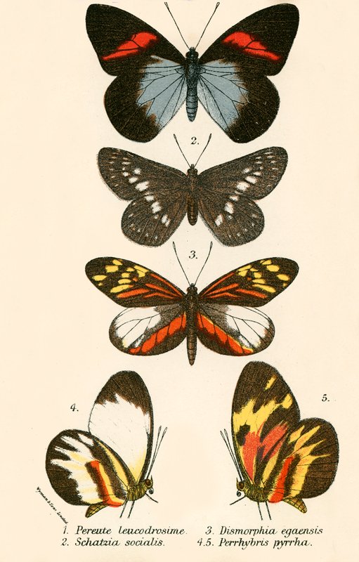 Schmetterlinge von English School