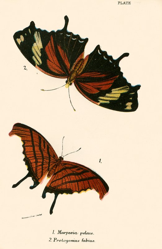Schmetterlinge von English School