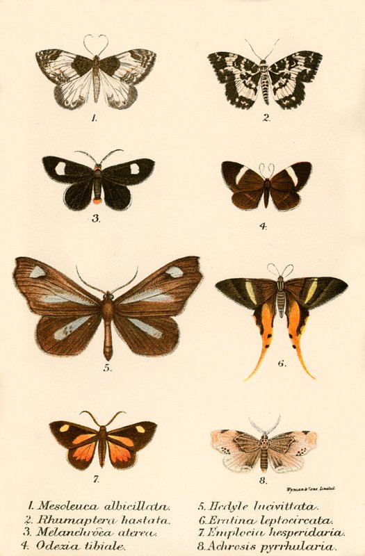 Schmetterlinge von English School