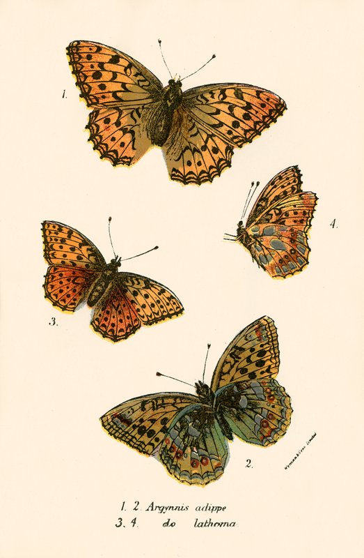 Schmetterlinge von English School