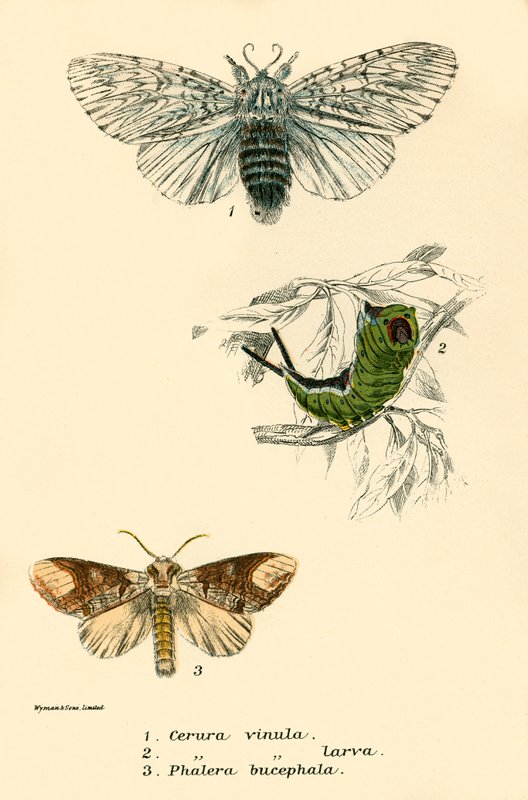 Schmetterlinge von English School