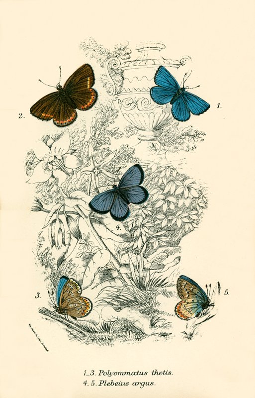 Schmetterlinge von English School