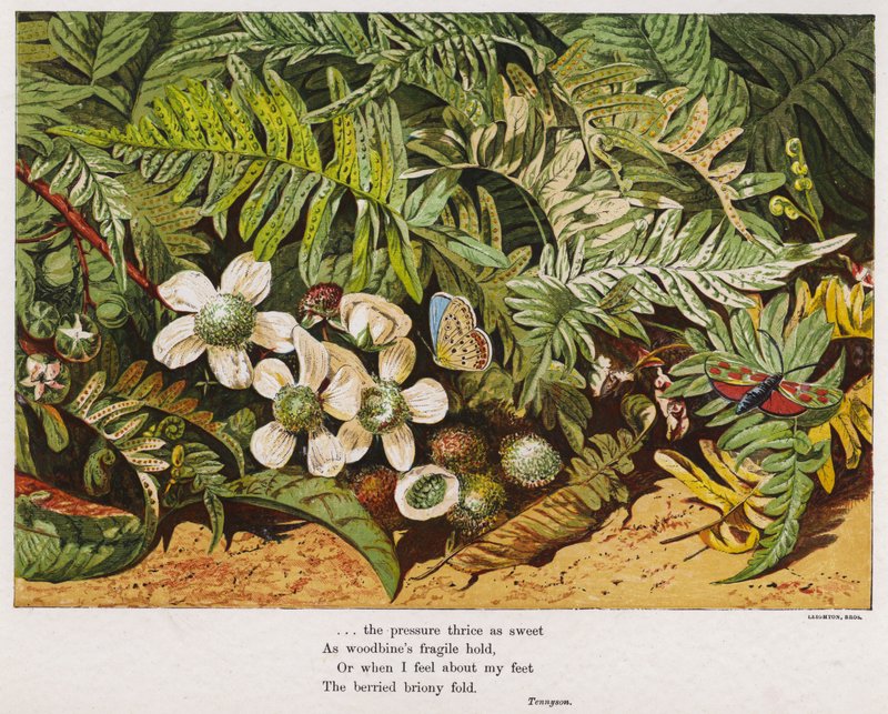 Schmetterlinge, Farne und Blumen von English School