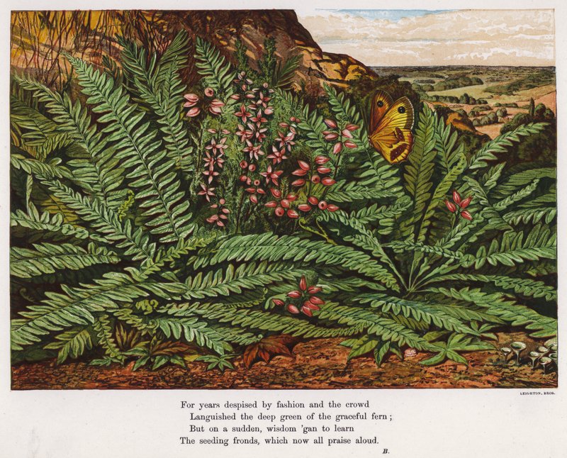 Schmetterling und Farne von English School