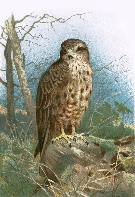 Bussard von English School