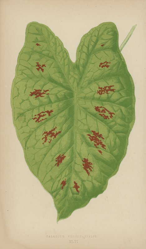 Caladium Verschaffelti von English School