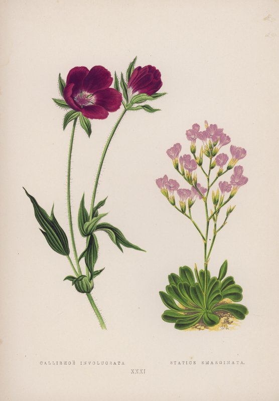 Callirhoe Involucrata; Statice Emarginata von English School