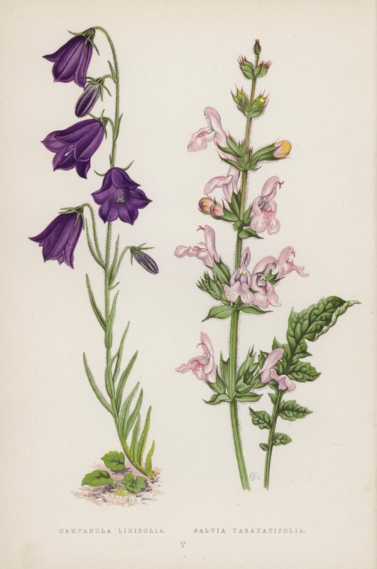 Campanula Linifolia; Salvia Taraxacifolia von English School