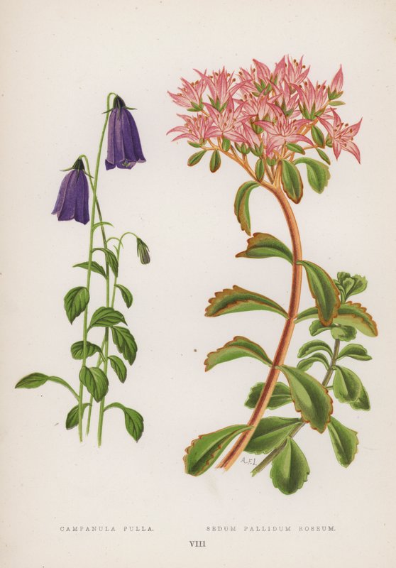 Campanula Pulla; Sedum Pallidum Roseum von English School