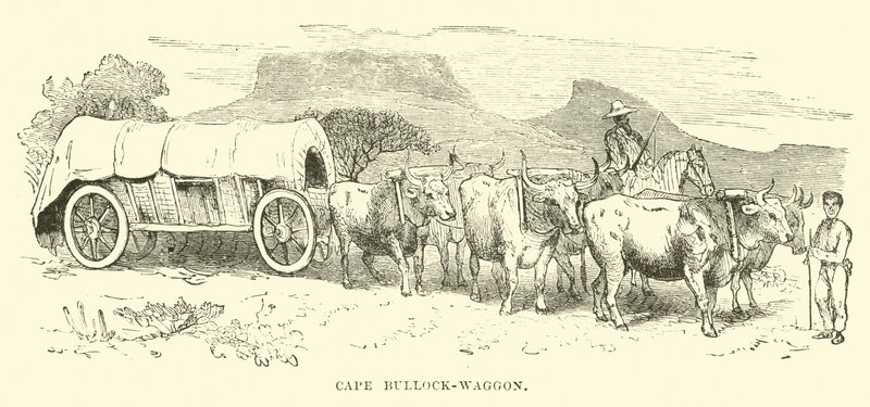 Kap-Bullenwagen von English School