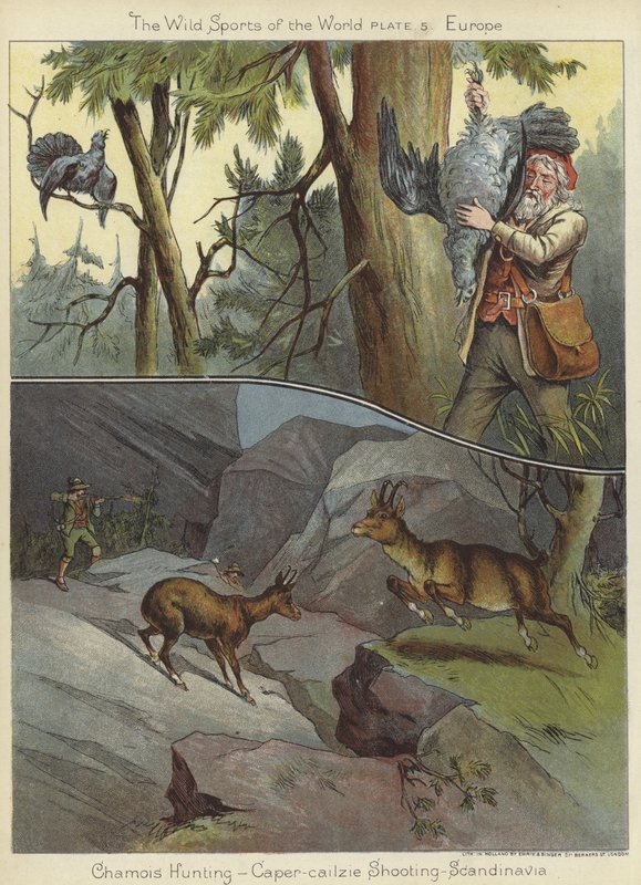 Gamsjagd und Auerhahnschießen von English School