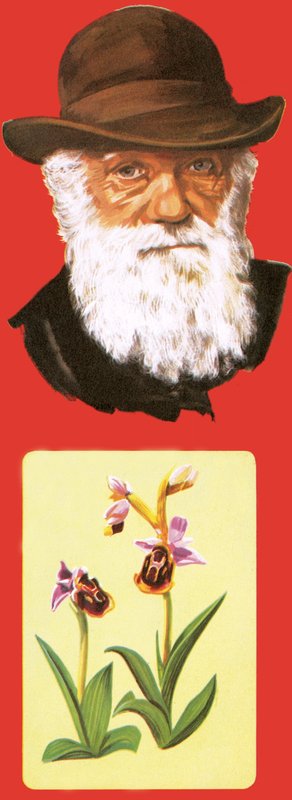 Charles Darwin von English School