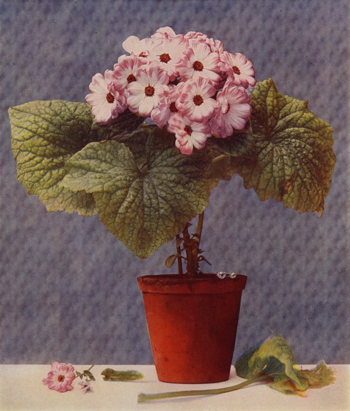 Cineraria von English School