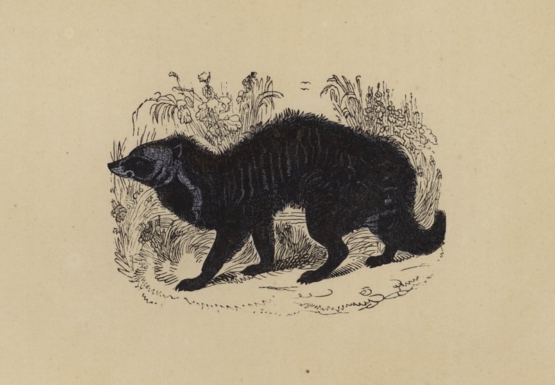 Zibetkatze von English School