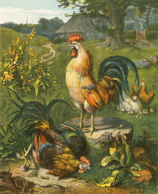 Hahn, der Sieger von English School