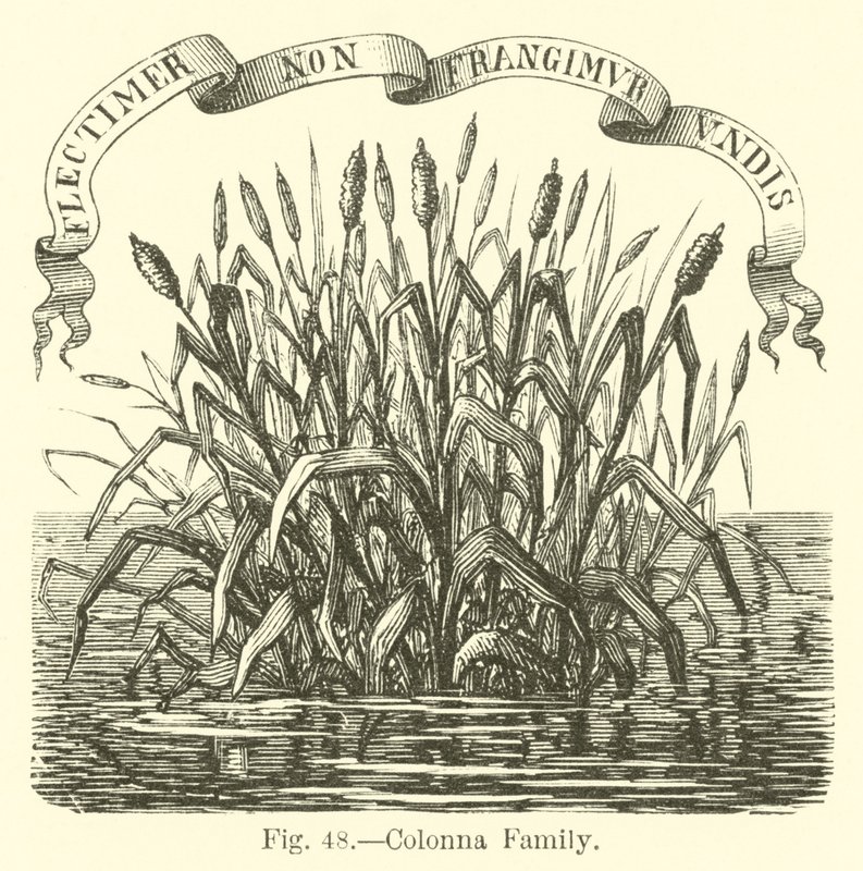 Familie Colonna von English School