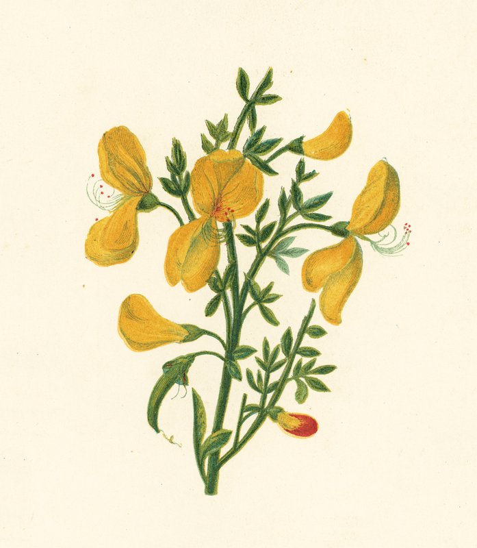 Besenginster, Cytisus Scoparius von English School