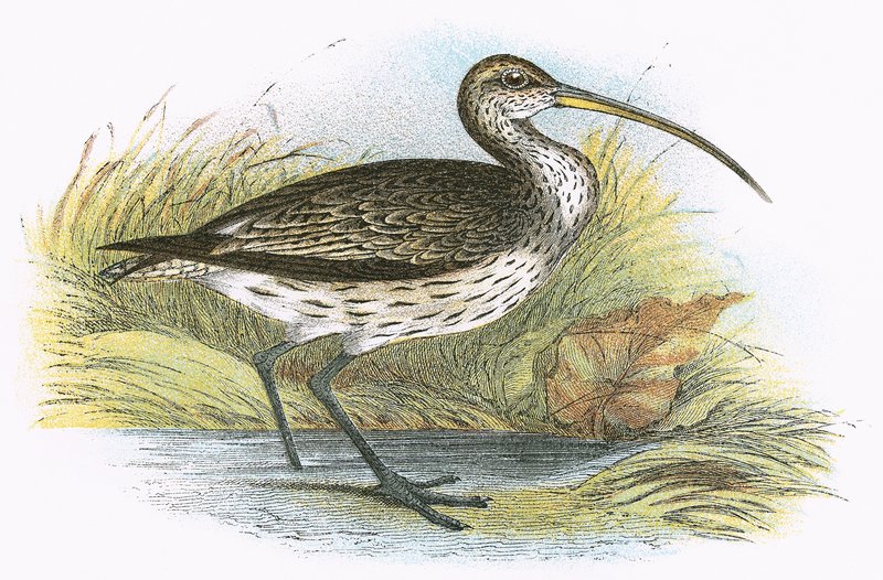 Großer Brachvogel von English School