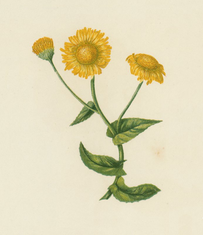 Gemeines Flohkraut, Pulicaria Dysenterica von English School