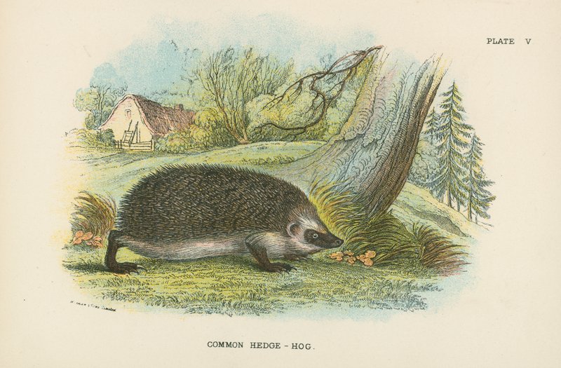 Gewöhnlicher Igel von English School