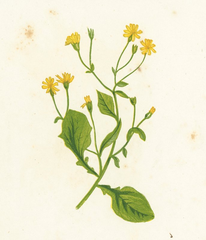 Gewöhnliches Greiskraut, Lapsana Communis von English School