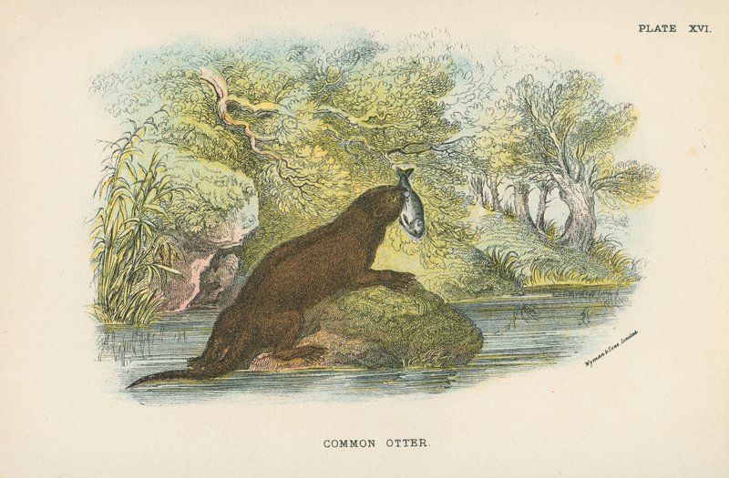 Gemeiner Otter von English School