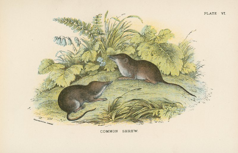 Waldspitzmaus von English School