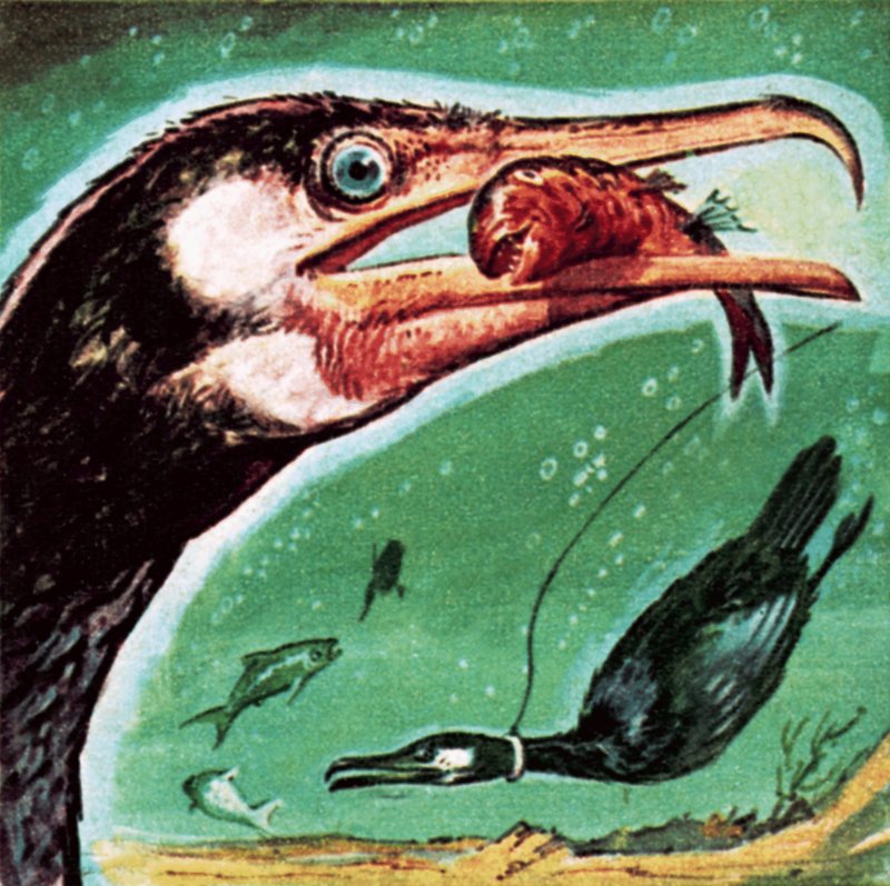 Kormoran von English School