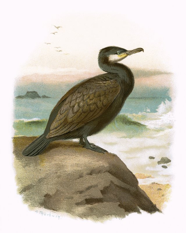 Kormoran von English School