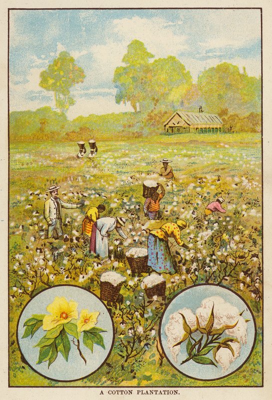 Baumwollplantage von English School