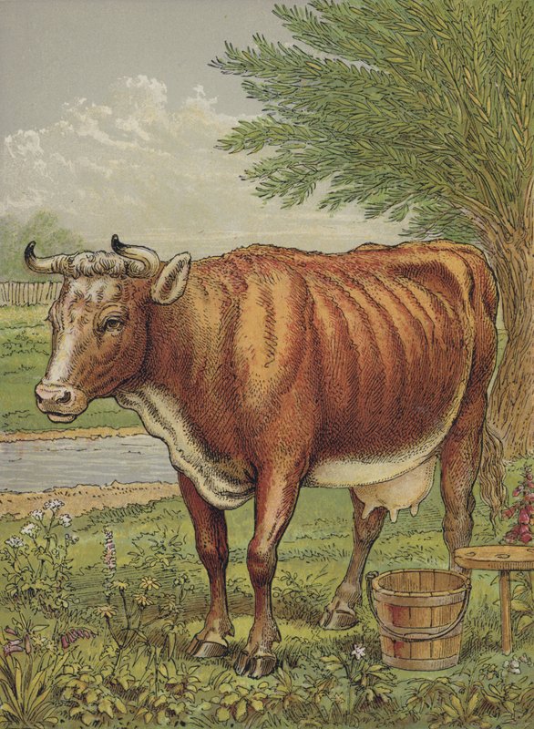 Kuh von English School