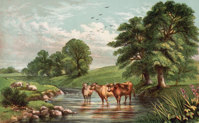 Kühe stehen im Bach von English School