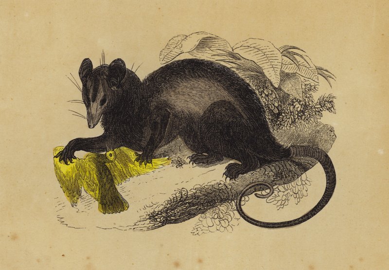 Krabbenfressender Opossum von English School